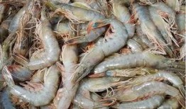 臭鱼烂虾爆料视频大全下载,揭秘娱乐圈幕后真相